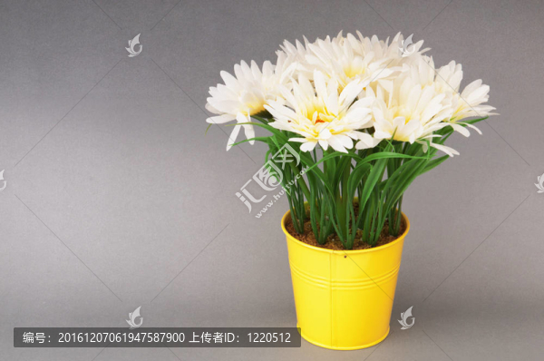 在鍋里的白色非洲菊