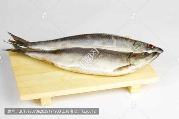 白色背景上腌制的鯡魚