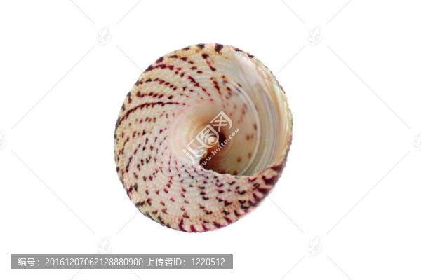 海貝殼