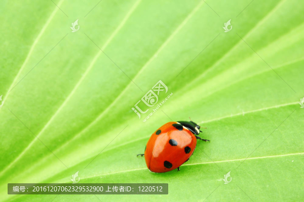 瓢蟲在葉