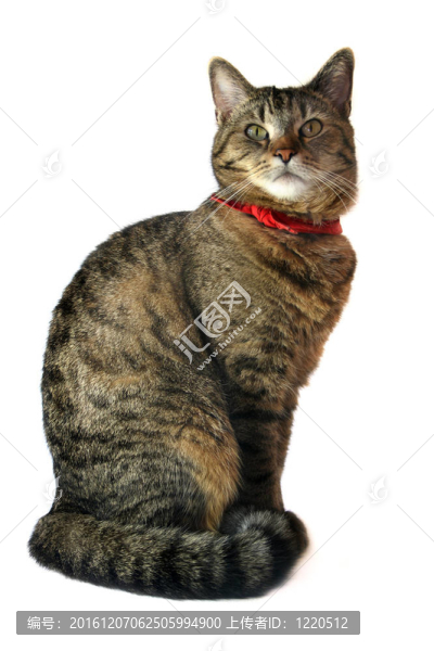 貓的肖像