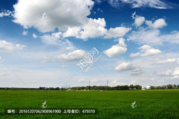 水稻,稻田,稻子