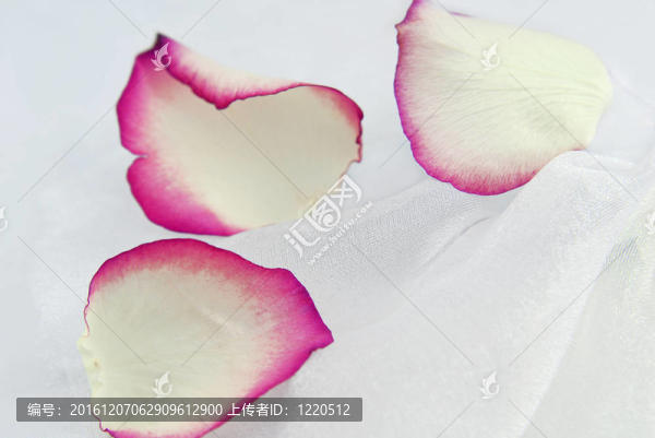 玫瑰的花瓣上白色紗織物