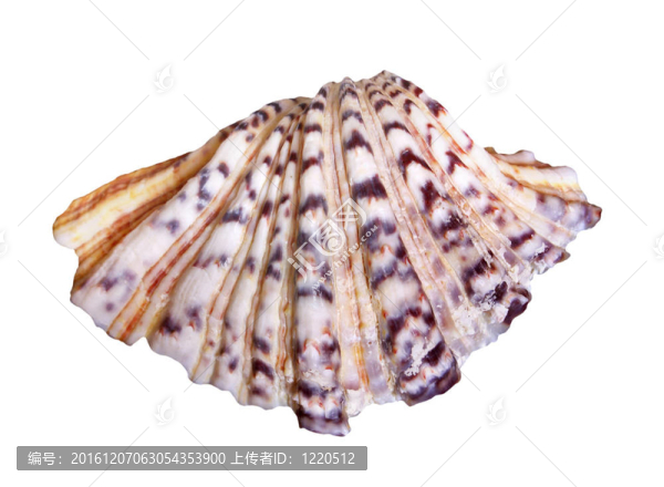 海貝殼