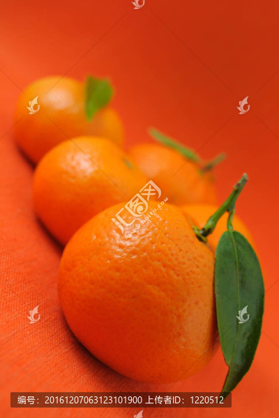 橘子收成時(shí)