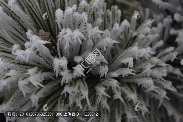 在針葉樹的白霜