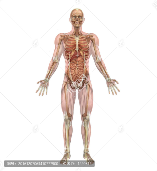 男性骨骼與肌肉的內(nèi)部器官