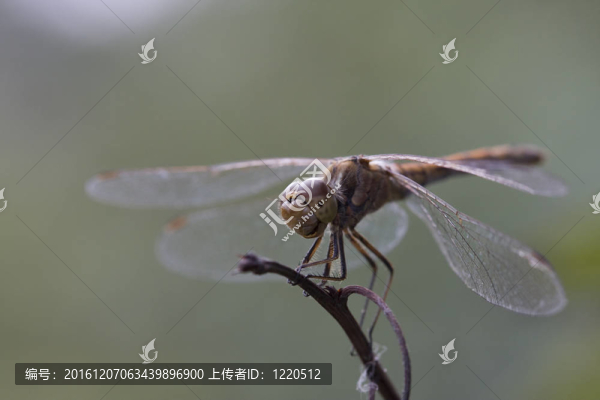 蜻蜓