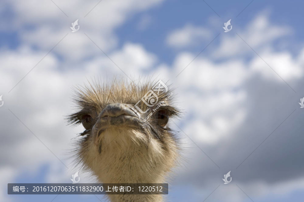 鴕鳥