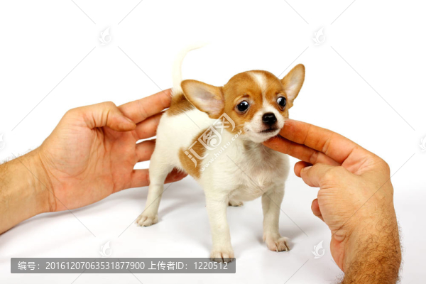 小奇瓦瓦的小狗