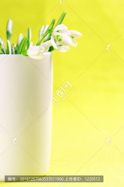 雪花蓮