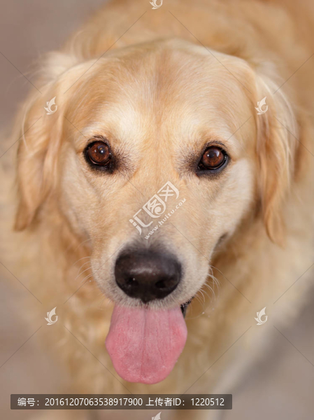 金色獵犬的肖像