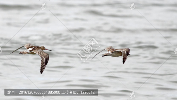飛行中的海鳥