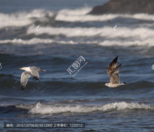 海鷗在行動