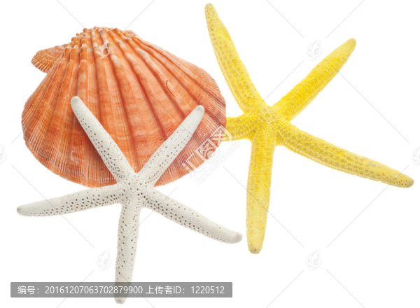 海灘的概念