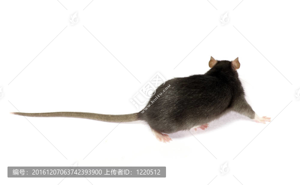 老鼠