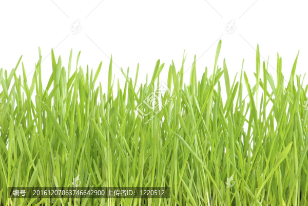 綠色的草坪
