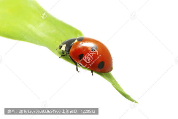 瓢蟲