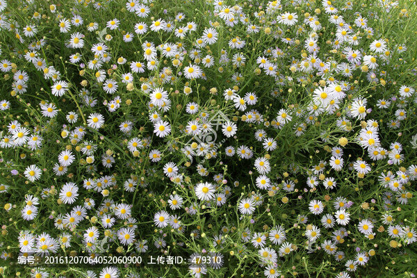 山花,花,野花,花卉