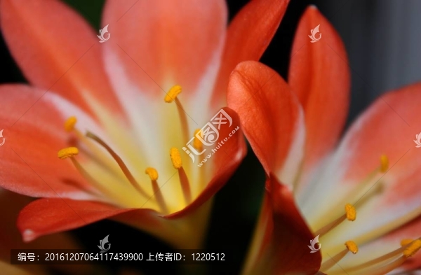 君子蘭的花