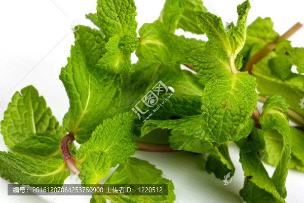 新鮮綠薄荷