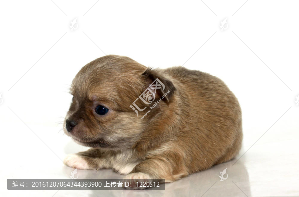 奇瓦瓦的小狗