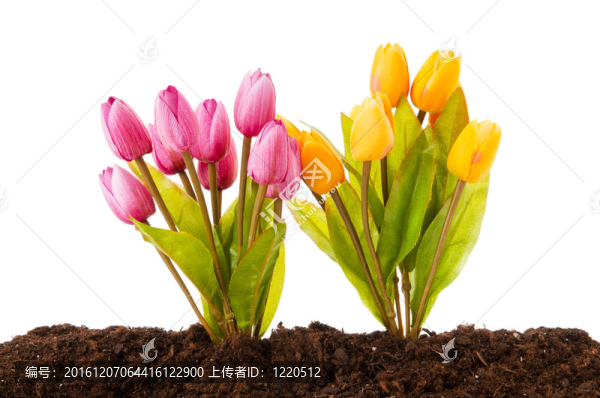 彩色郁金香花生長(zhǎng)在土壤中