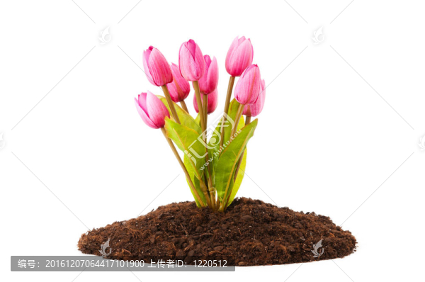 彩色郁金香花生長(zhǎng)在土壤中