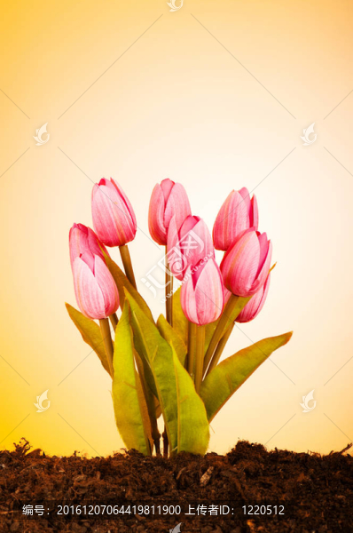 彩色郁金香花生長在土壤中