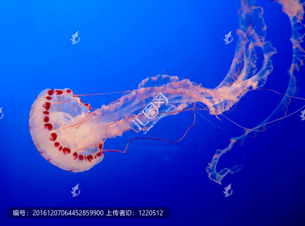 果凍魚(yú)