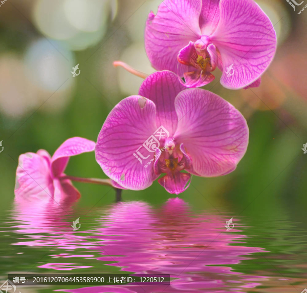 美麗的蘭花倒映在水中