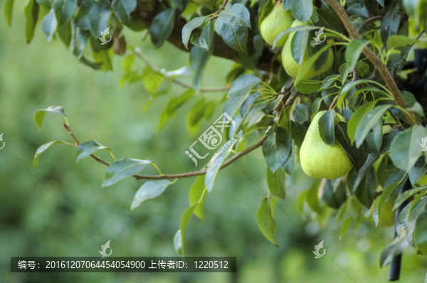 樹上的梨
