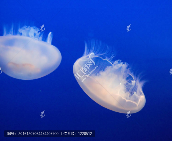 果凍魚
