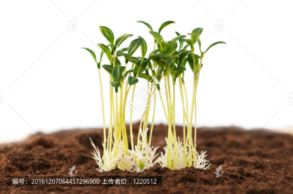 綠色苗木闡釋新生活理念