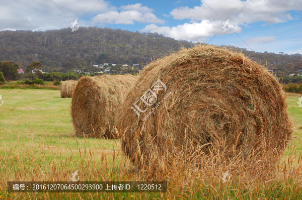 草捆