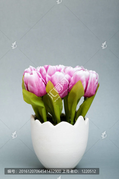 白色盆栽郁金香花