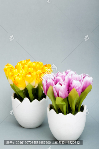 白色盆栽郁金香花