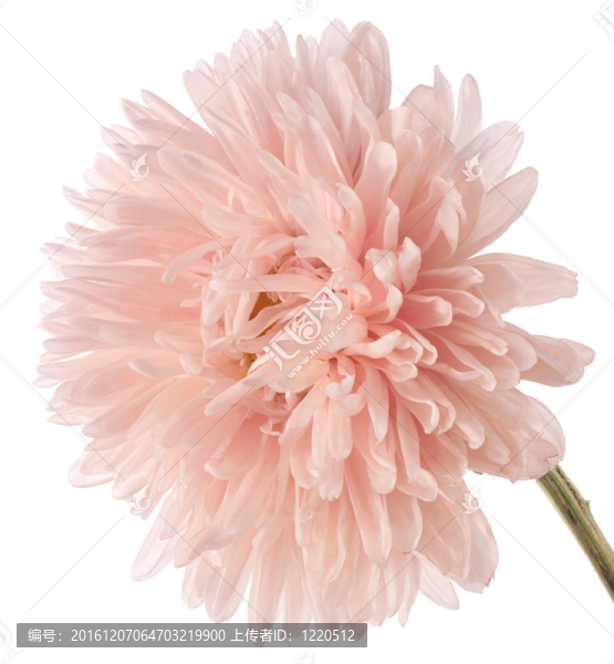 中國紫菀