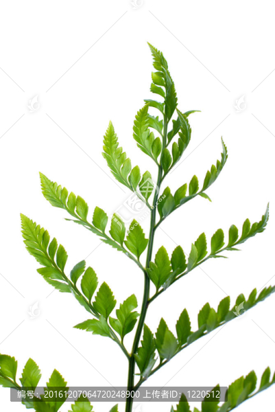 Fern葉