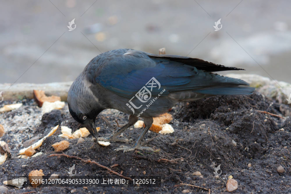 尋找食物