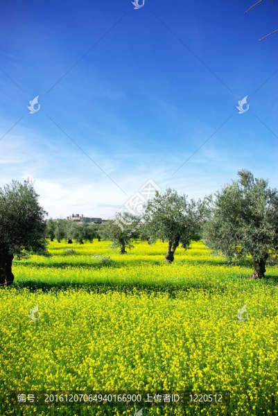 如葡萄牙地區(qū)景觀。