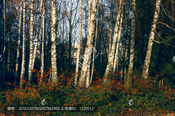 公園里的樺樹