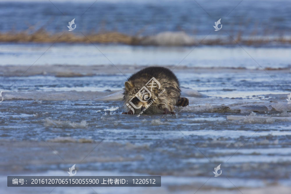 浣熊
