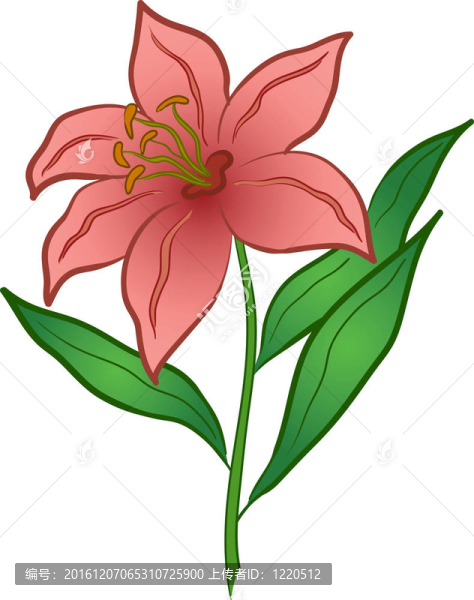 百合花