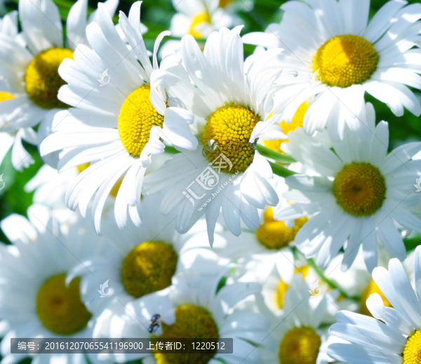 菊花菊花