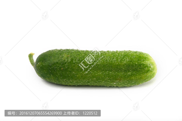 離體黃瓜