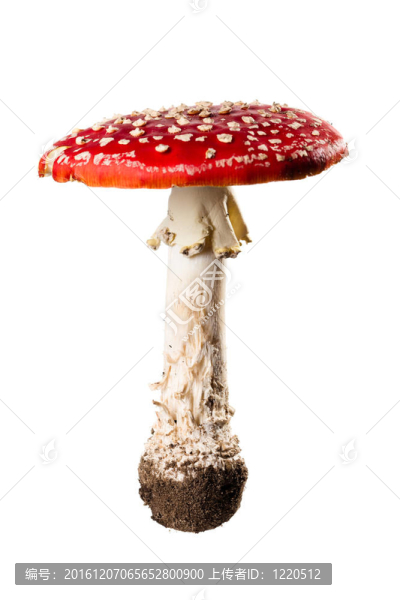 蘑菇