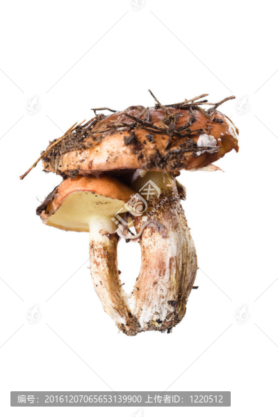 黃白牛肝菌