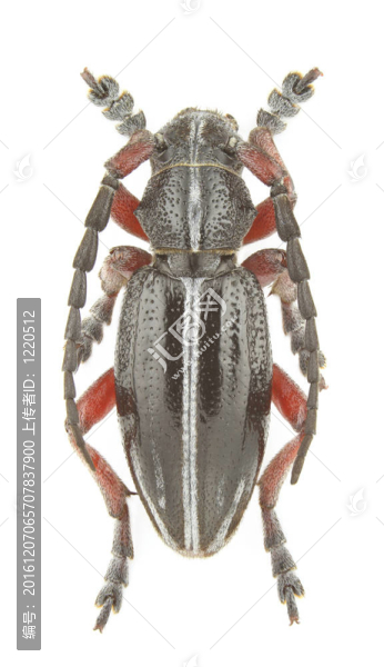 pedestredorcadion,pedestre
