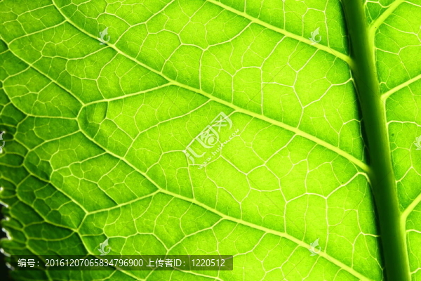 綠色的葉脈